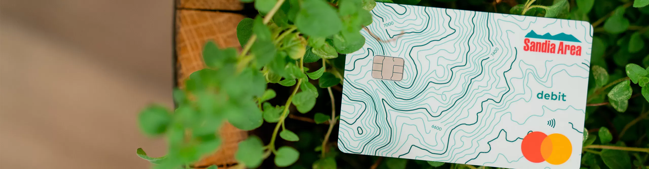 debit card sitting next to a plant